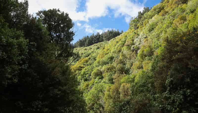 106 Harrison Hill Road, Aokautere