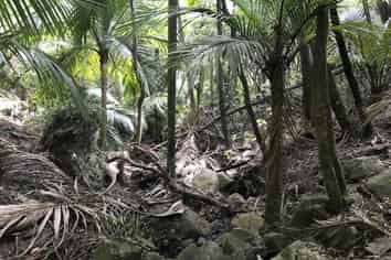 Lot 73, NW71 S71 Aotea Parish Station Rock Road, Great Barrier Island (Aotea Island)