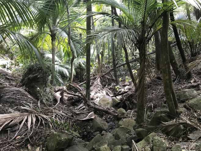 Lot 73, NW71 S71 Aotea Parish Station Rock Road, Great Barrier Island (Aotea Island)