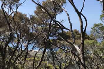 Lot 73, NW71 S71 Aotea Parish Station Rock Road, Great Barrier Island (Aotea Island)