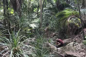 Lot 73, NW71 S71 Aotea Parish Station Rock Road, Great Barrier Island (Aotea Island)