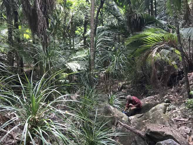 Lot 73, NW71 S71 Aotea Parish Station Rock Road, Great Barrier Island (Aotea Island)