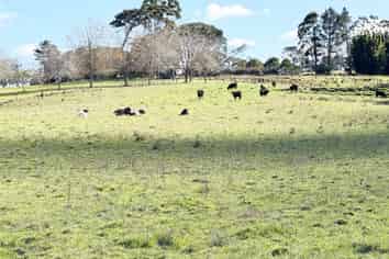 11 Bobs Way, Dairy Flat