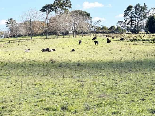 11 Bobs Way, Dairy Flat