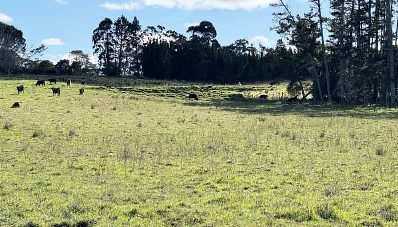 11 Bobs Way, Dairy Flat