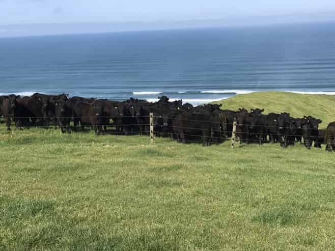 767 Te Akau Coast Road, Te Akau