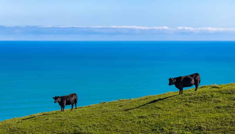 767 Te Akau Coast Road, Te Akau
