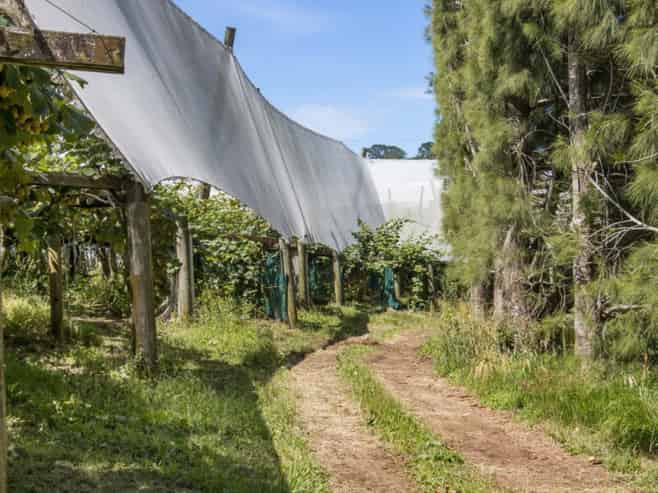 229 Walford Road, Katikati