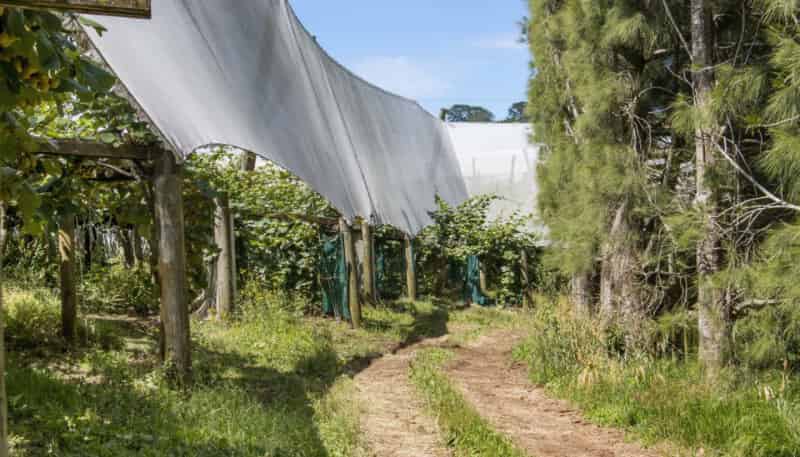 229 Walford Road, Katikati