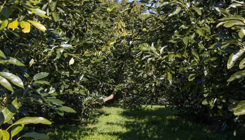 229 Walford Road, Katikati