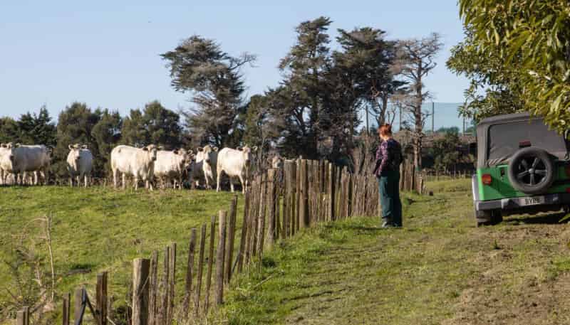 229 Walford Road, Katikati