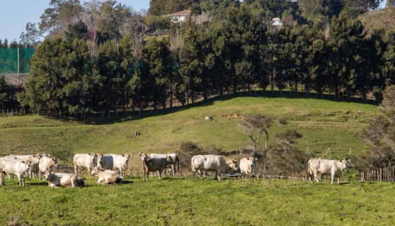 229 Walford Road, Katikati