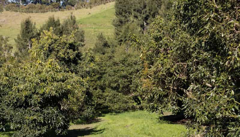 229 Walford Road, Katikati