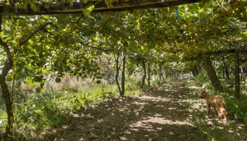 229 Walford Road, Katikati