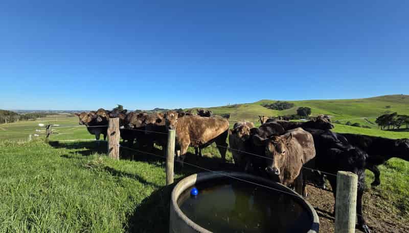 Lot 7 Mititai Road, Dargaville
