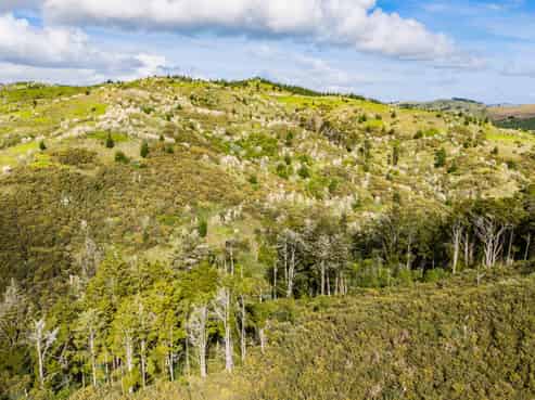 Lot 8/670 Bickerstaffe Road, Maungaturoto