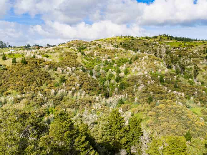 Lot 8/670 Bickerstaffe Road, Maungaturoto