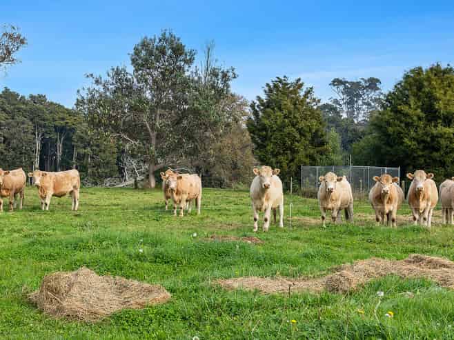 81D Horrell Road, Morrinsville