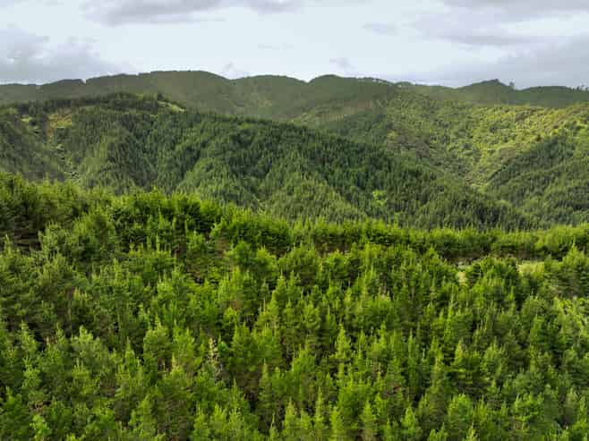  Mount Tiger Road, Whareora