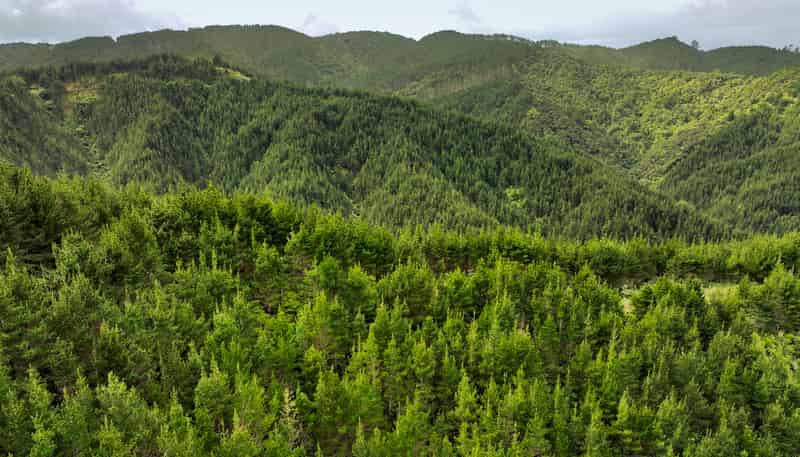  Mount Tiger Road, Whareora