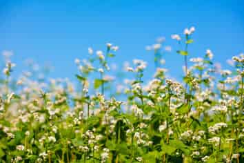 Buckwheat Processing & Food Business