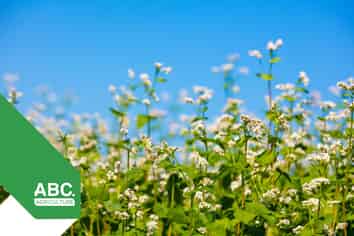 Buckwheat Processing & Food Business