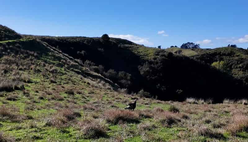  Kaukatea Valley Road, Okoia