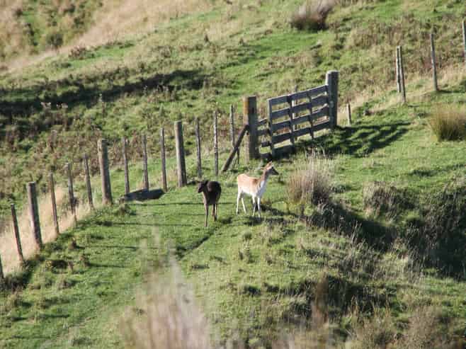  Kaukatea Valley Road, Okoia