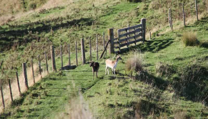  Kaukatea Valley Road, Okoia