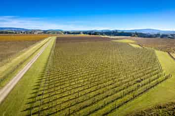  Colefield Vineyard, Aorangi Road, Maraekakaho