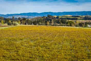  Colefield Vineyard, Aorangi Road, Maraekakaho