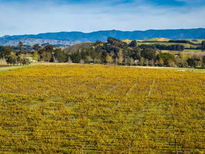  Colefield Vineyard, Aorangi Road, Maraekakaho