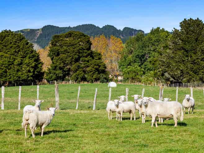11 Guy Road, Kaipara Flats