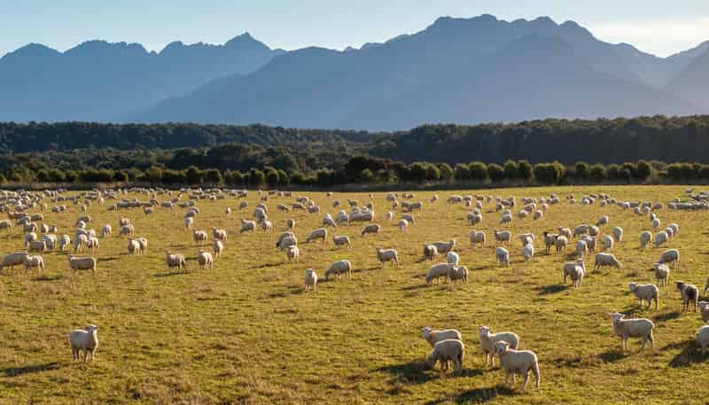 1223 Manapouri Te Anau Highway, Manapouri