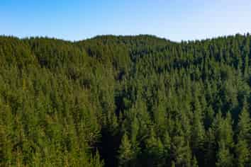  Homebush Forest, Dannevirke