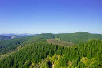  Homebush Forest, Dannevirke