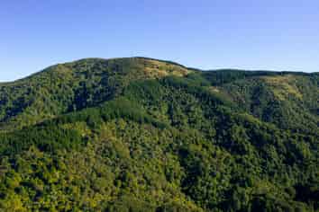  Homebush Forest, Dannevirke