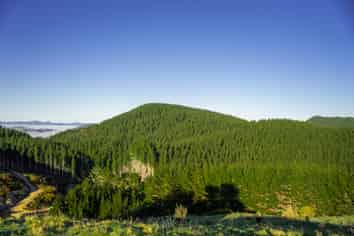  Homebush Forest, Dannevirke