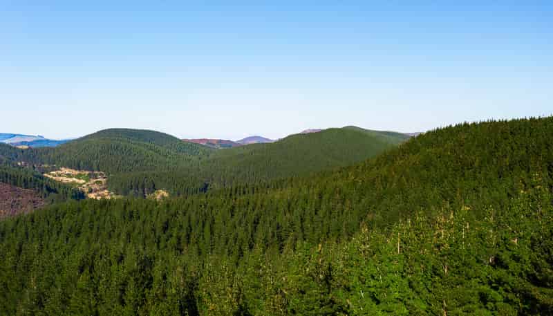  Homebush Forest, Dannevirke