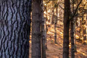  Homebush Forest, Dannevirke