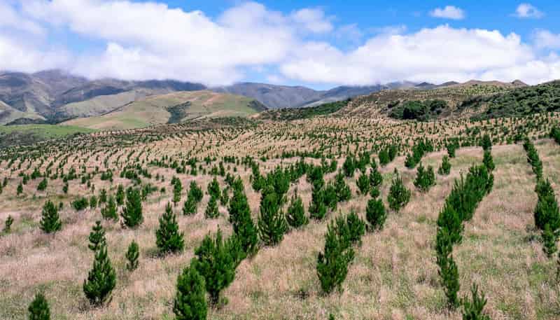 475 Elders Road, Maungati