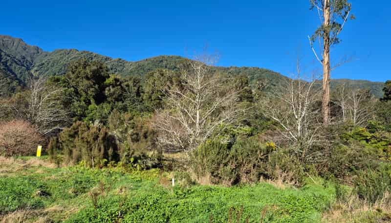  State Highway, Franz Josef Glacier