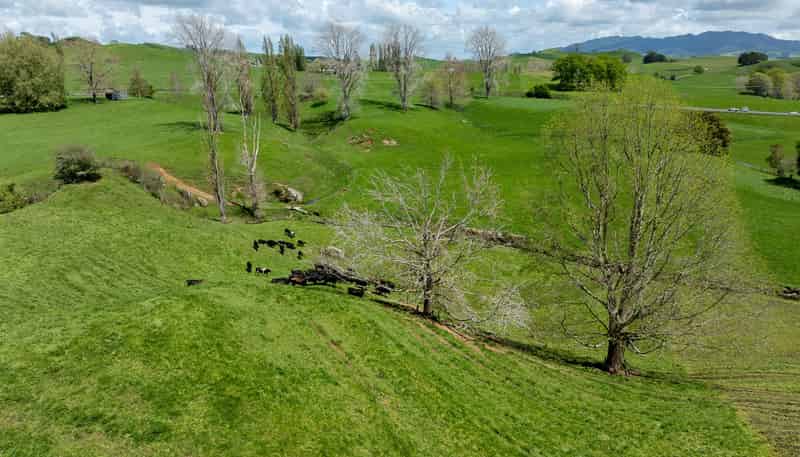 519 State Highway 1, Piarere