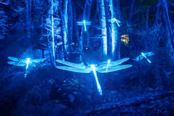 Premium Turnkey Immersive Light Experience