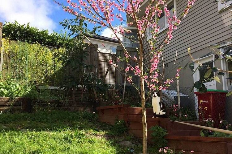 Central Howick Sunny Northfacing 3 Rooms 1 Bath – pohled 2