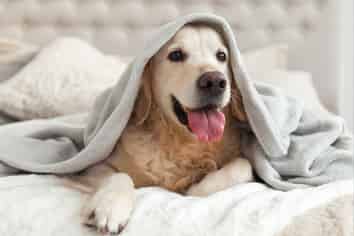 Consented Pet Cremation Facility