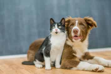 Consented Pet Cremation Facility