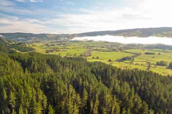  Awakino Forest Cutting Right, Awakino