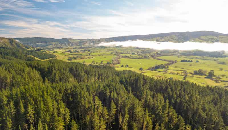  Awakino Forest Cutting Right, Awakino