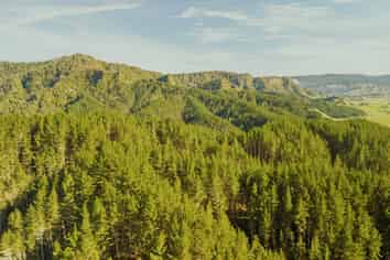  Awakino Forest Cutting Right, Awakino
